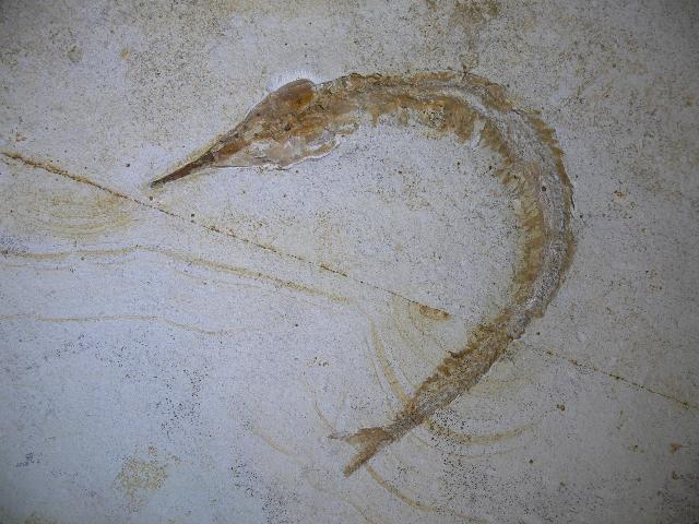 Aspidorhynchus sp. Bild ©